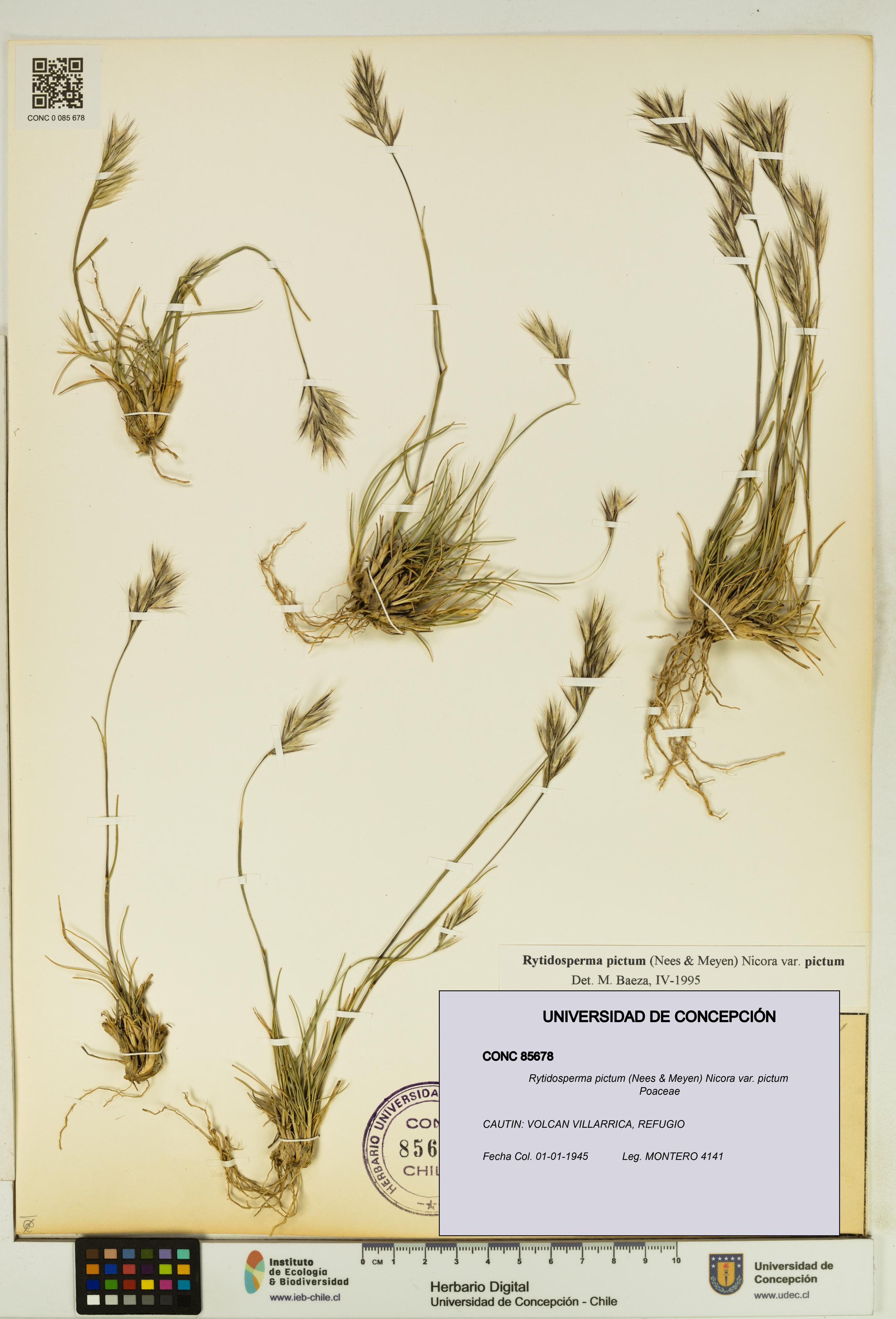 Rytidosperma pictum var. pictum [Espécimen: UDEC:CONC:0085678]