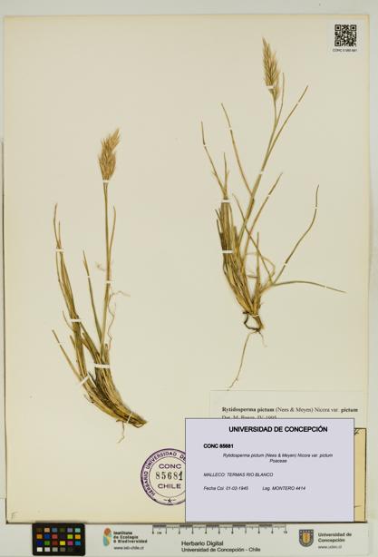 Rytidosperma pictum var. pictum [Espécimen: UDEC:CONC:0085681]