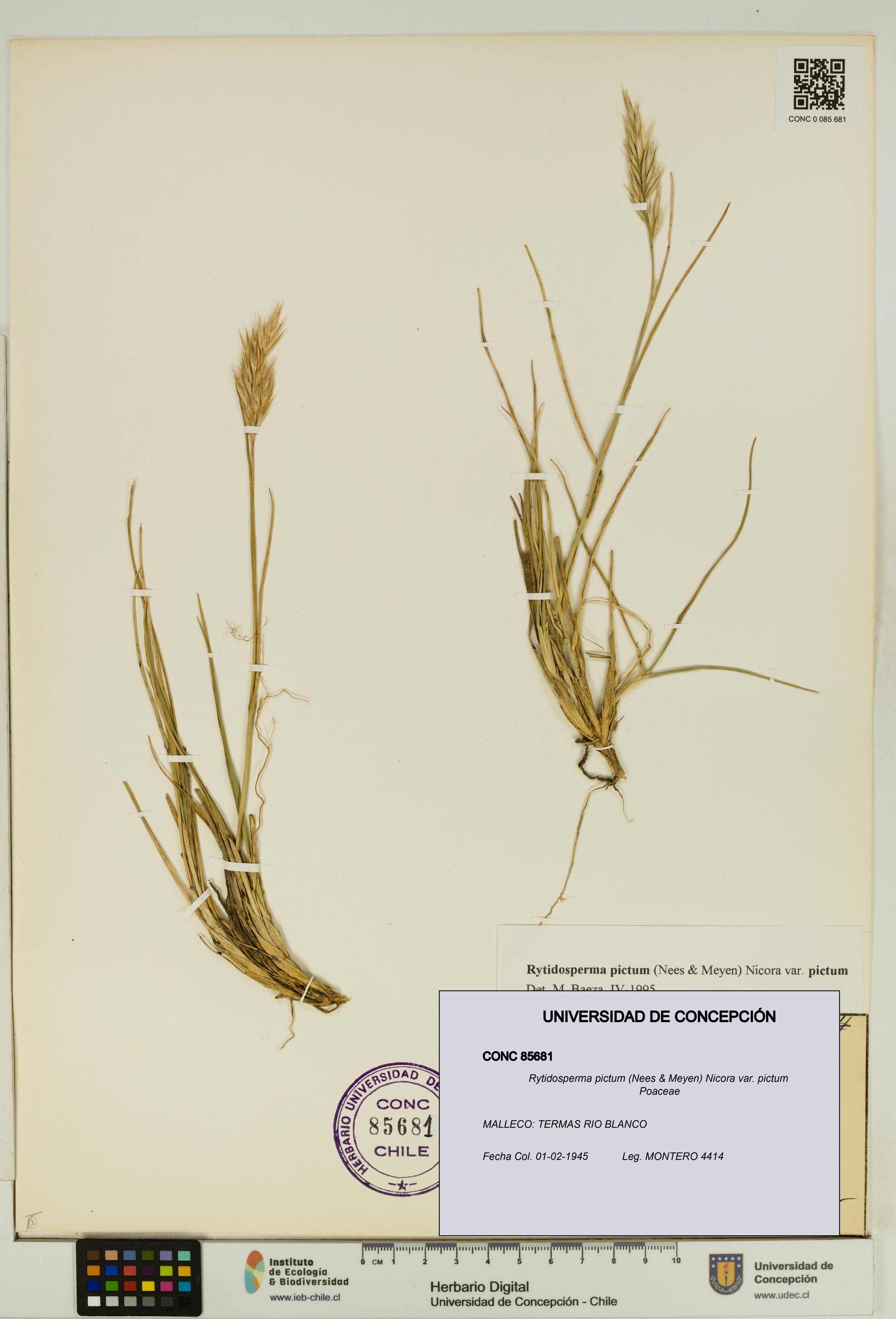 Rytidosperma pictum var. pictum [Espécimen: UDEC:CONC:0085681]