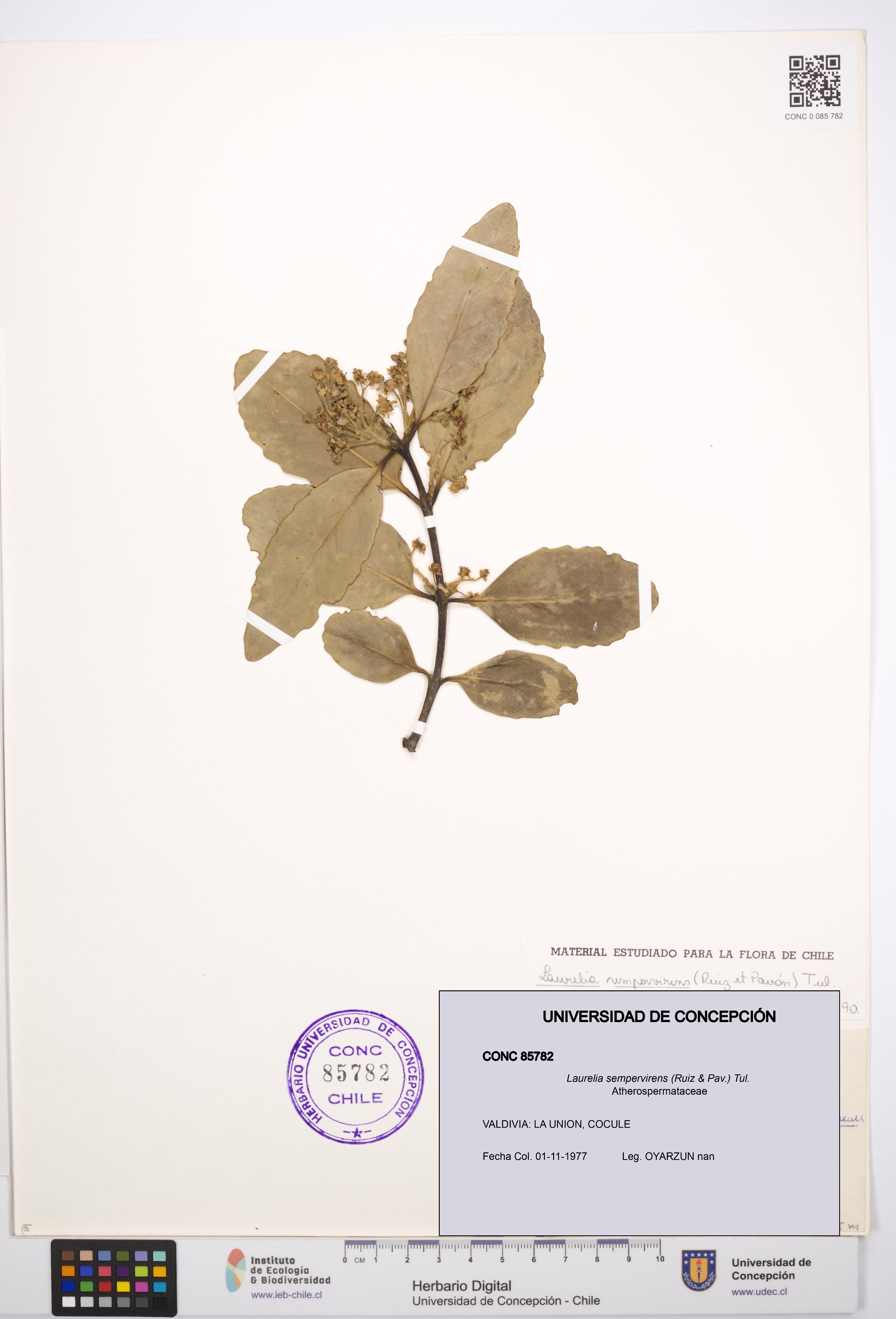 Laurelia sempervirens [Espécimen: UDEC:CONC:0085782]