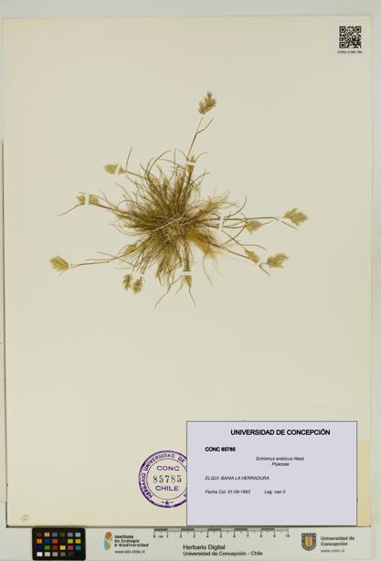 Schismus arabicus [Espécimen: UDEC:CONC:0085785]