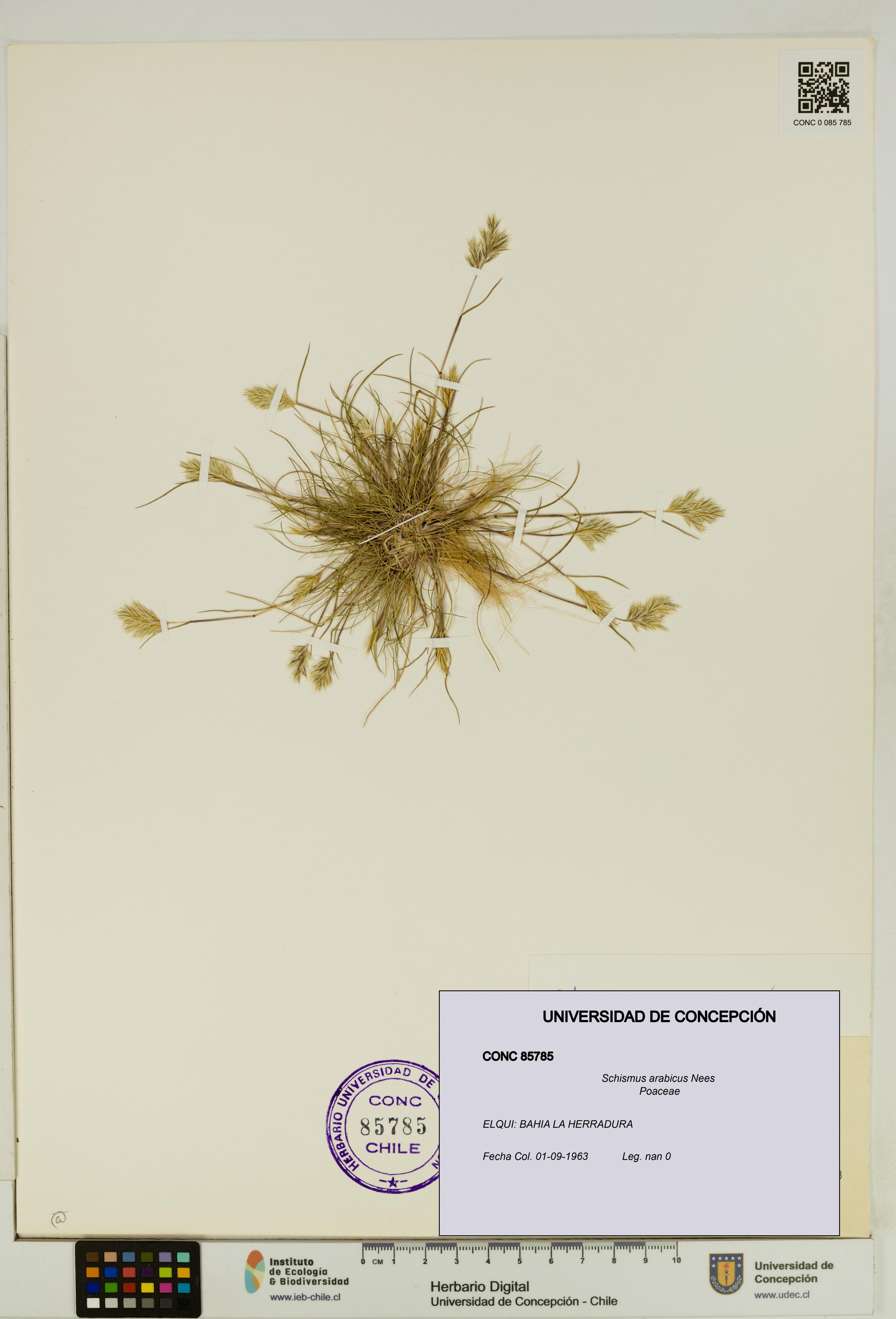 Schismus arabicus [Espécimen: UDEC:CONC:0085785]