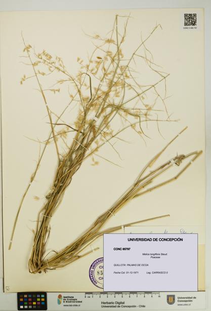 Melica longiflora [Espécimen: UDEC:CONC:0085797]