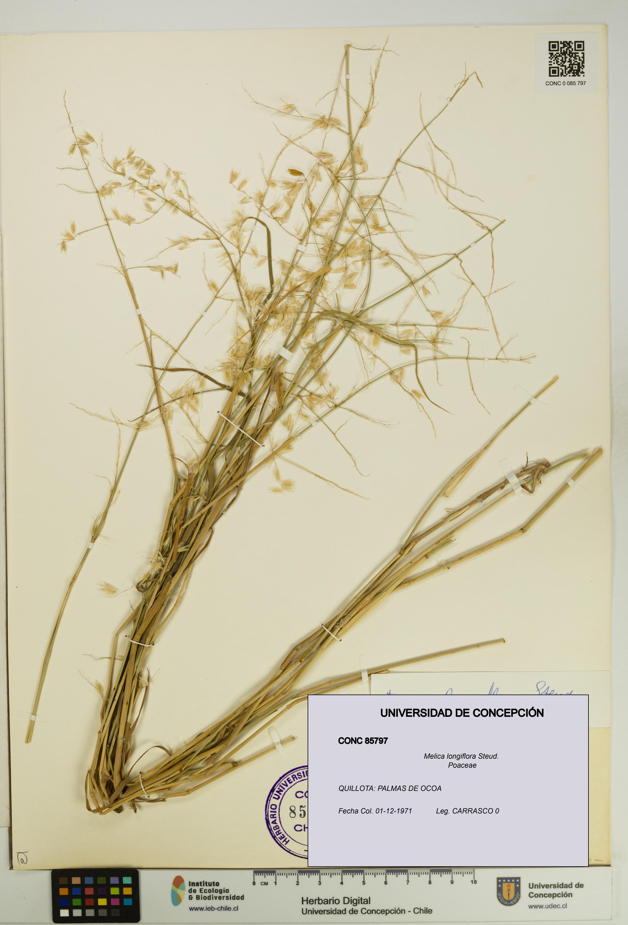 Melica longiflora [Espécimen: UDEC:CONC:0085797]