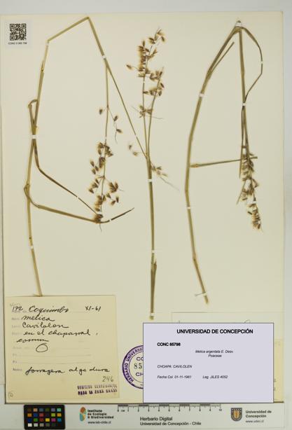 Melica argentata [Espécimen: UDEC:CONC:0085798]