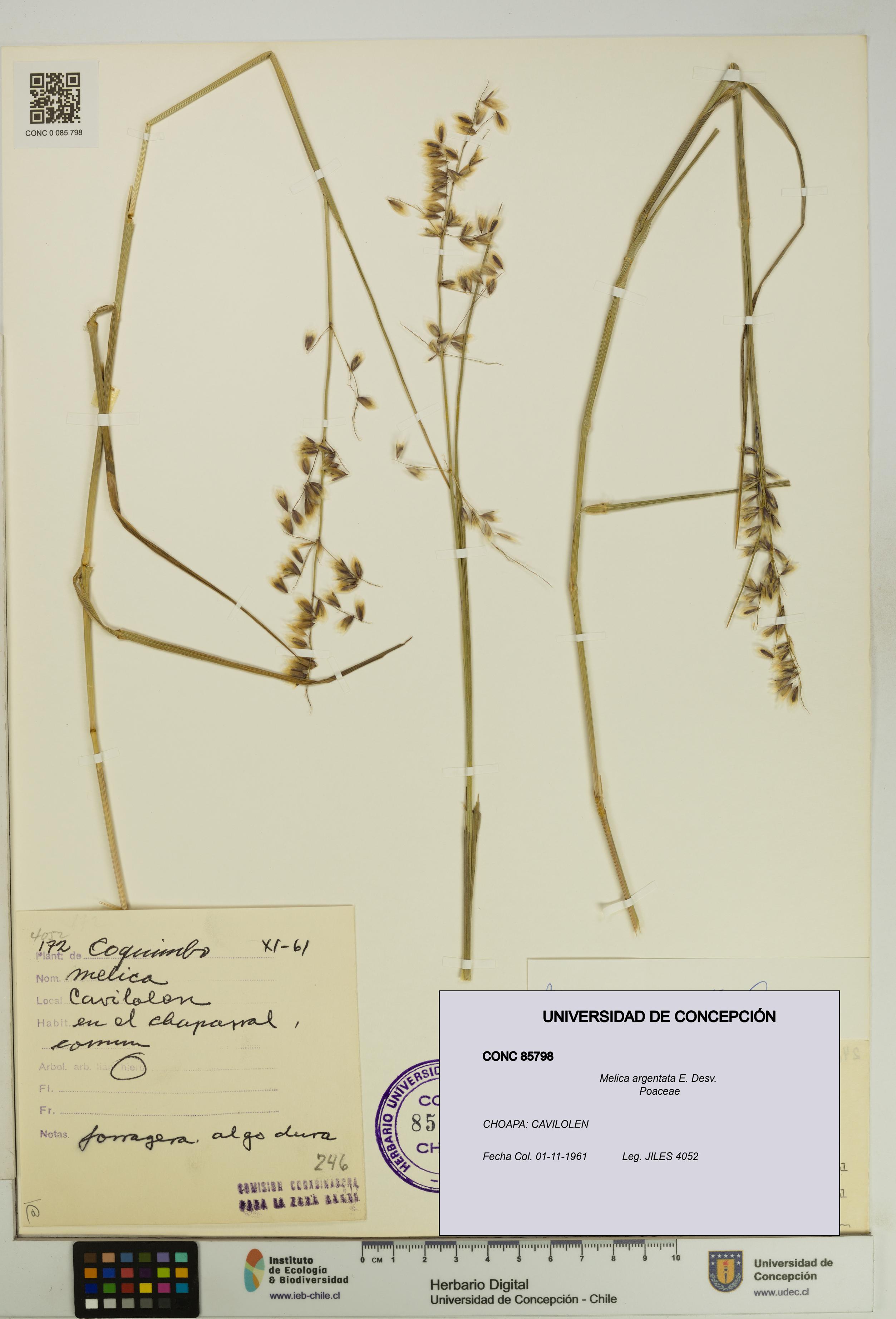 Melica argentata [Espécimen: UDEC:CONC:0085798]