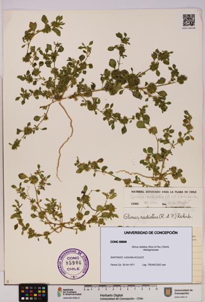 Glinus radiatus [Espécimen: UDEC:CONC:0085906]
