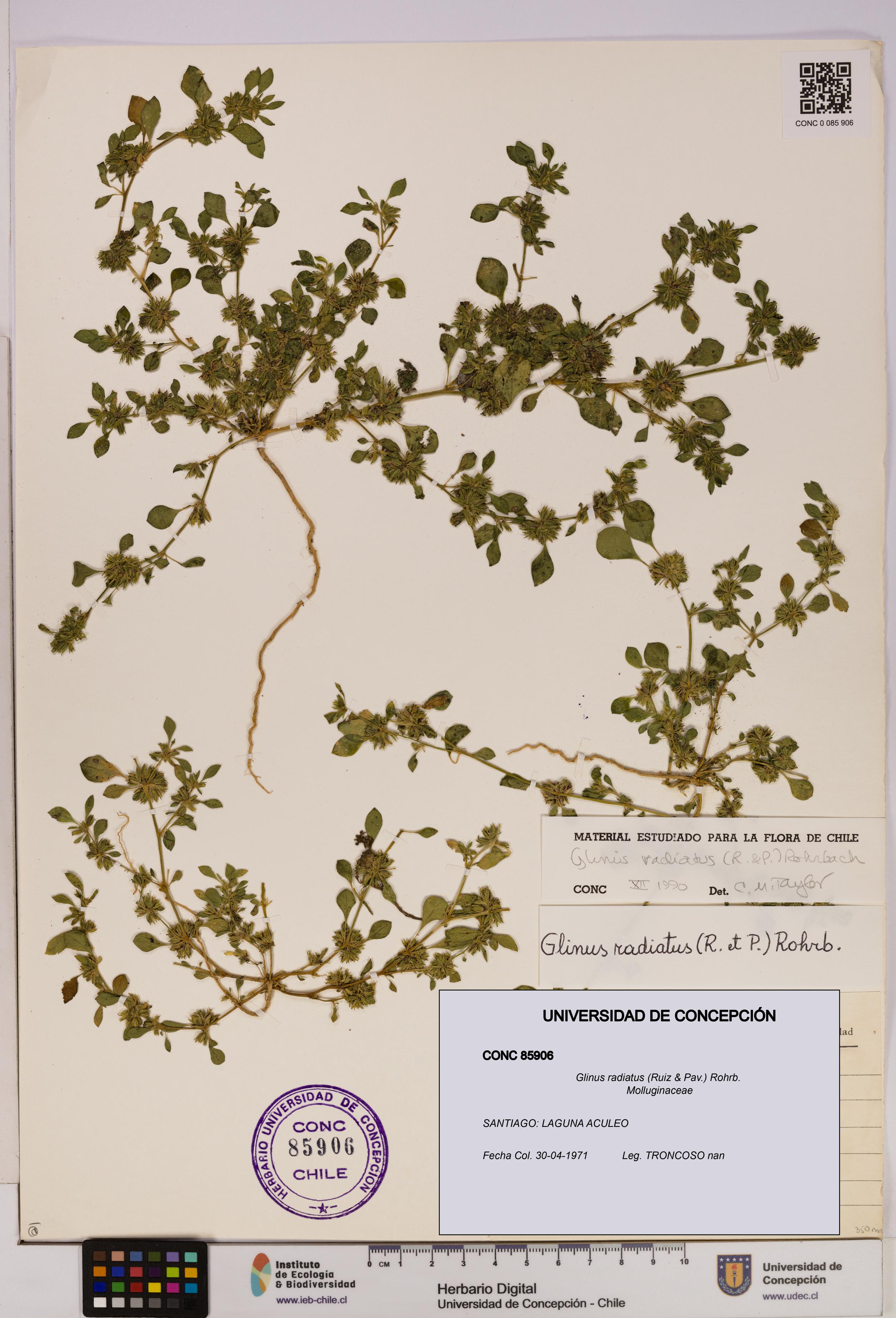 Glinus radiatus [Espécimen: UDEC:CONC:0085906]