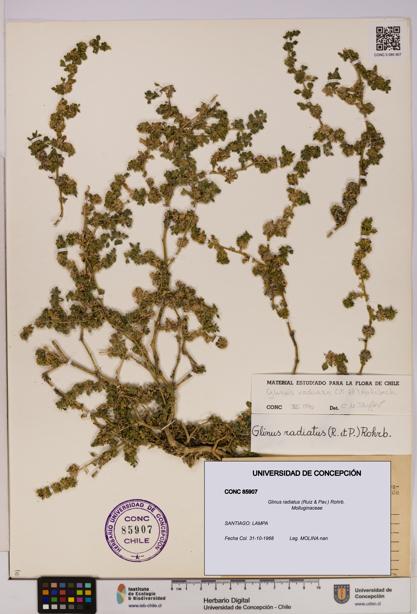 Glinus radiatus [Espécimen: UDEC:CONC:0085907]