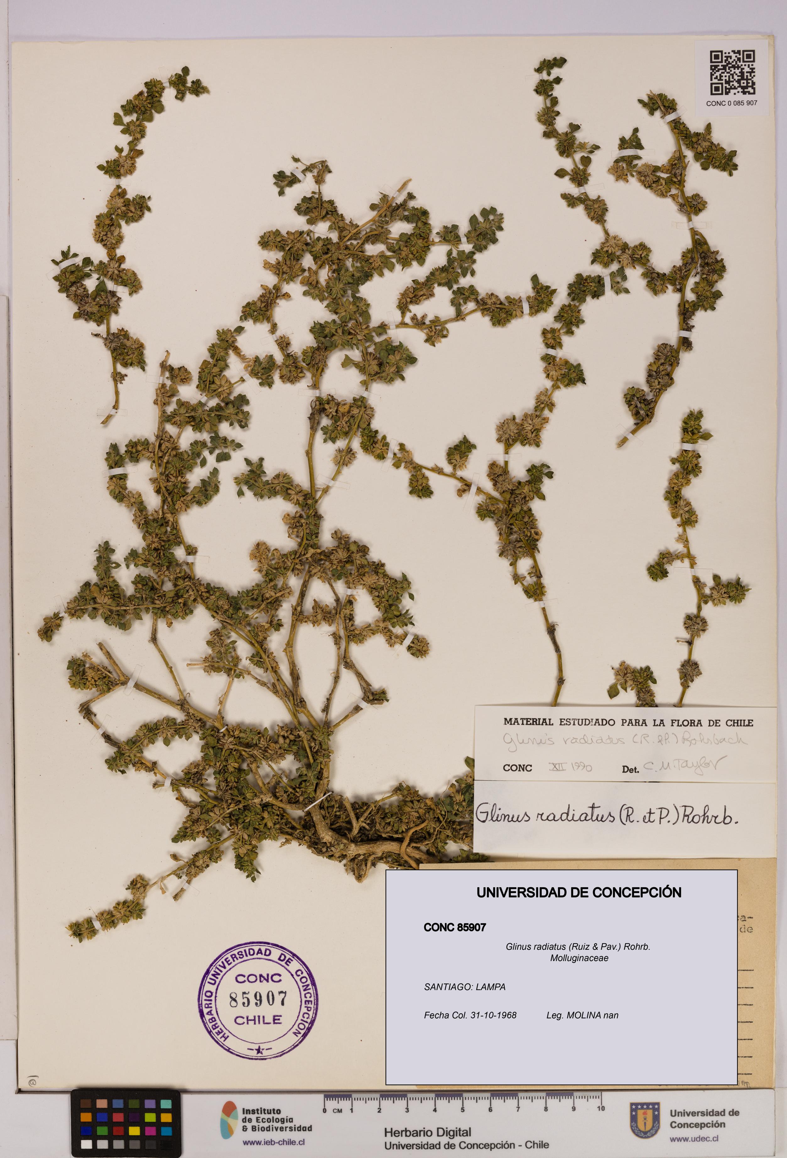 Glinus radiatus [Espécimen: UDEC:CONC:0085907]