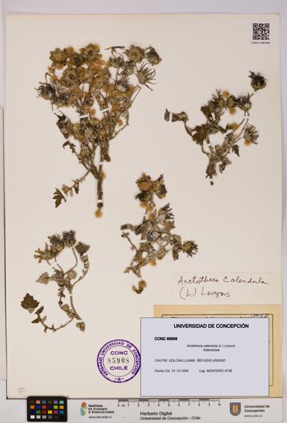 Arctotheca calendula [Espécimen: UDEC:CONC:0085908]