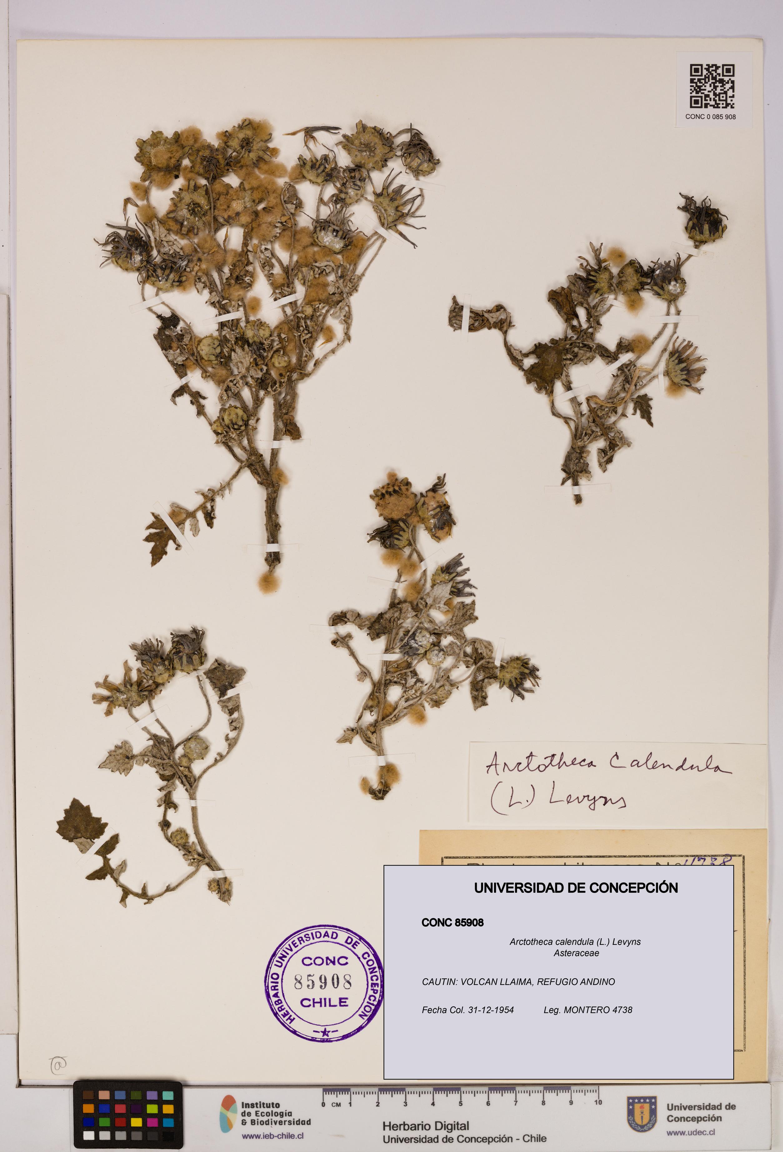 Arctotheca calendula [Espécimen: UDEC:CONC:0085908]