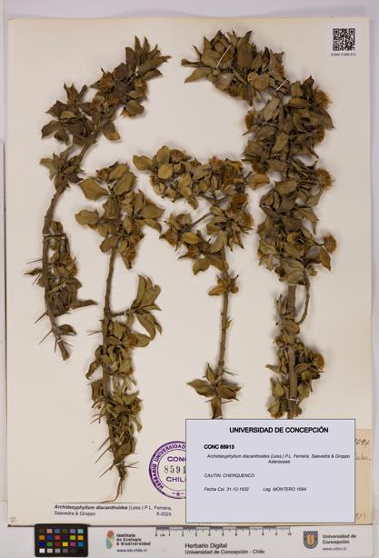 Archidasyphyllum diacanthoides [Espécimen: UDEC:CONC:0085913]