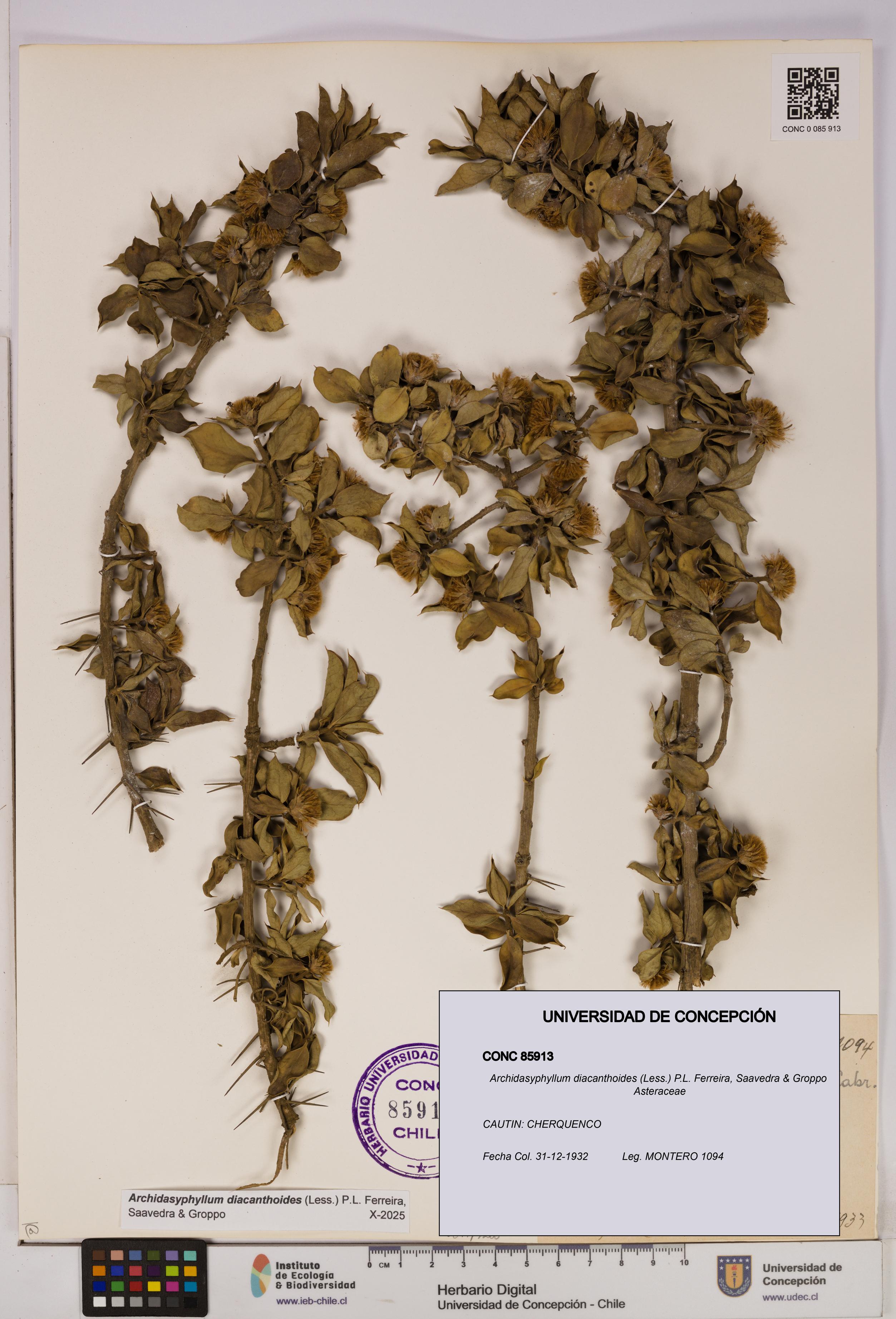 Archidasyphyllum diacanthoides [Espécimen: UDEC:CONC:0085913]