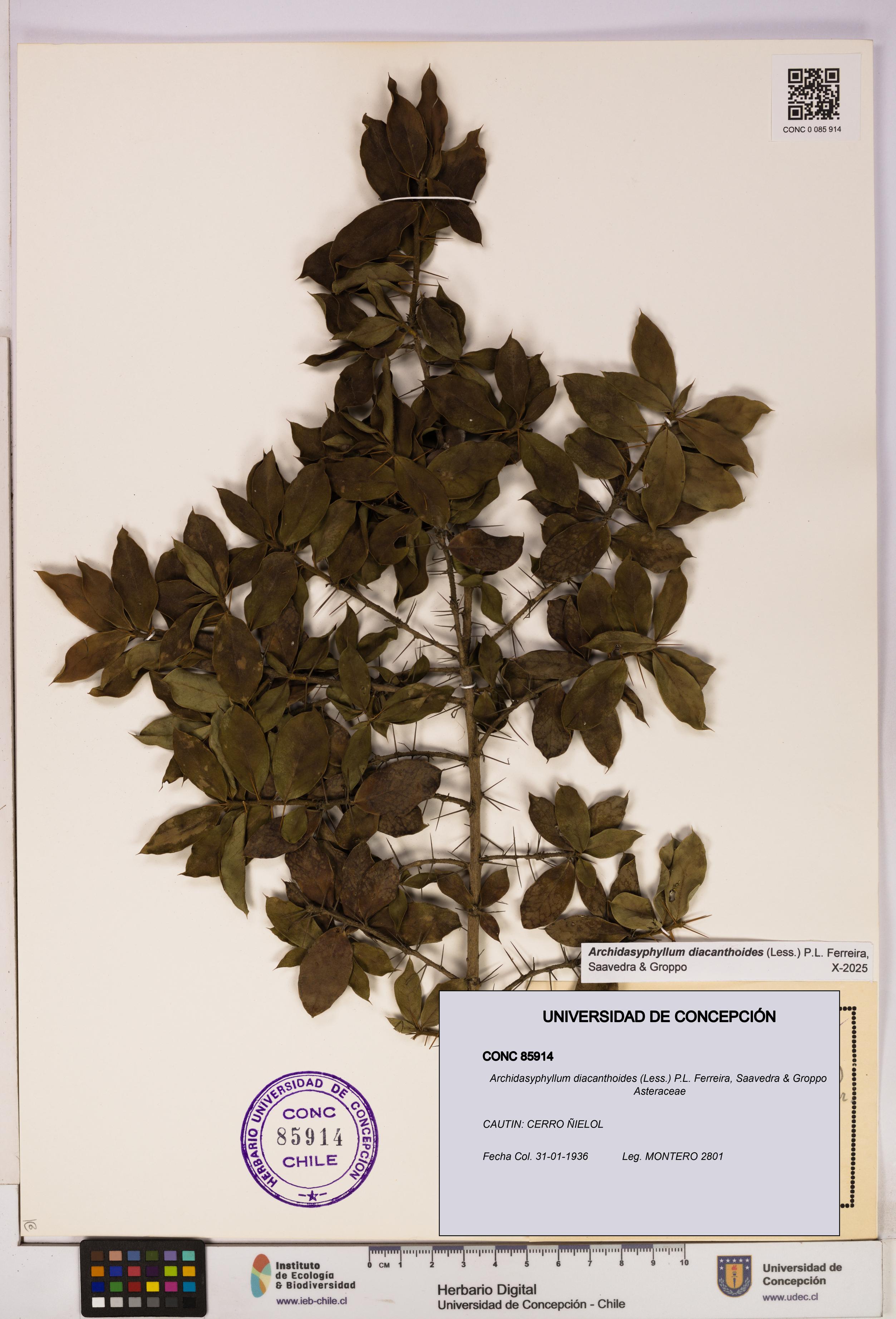 Archidasyphyllum diacanthoides [Espécimen: UDEC:CONC:0085914]
