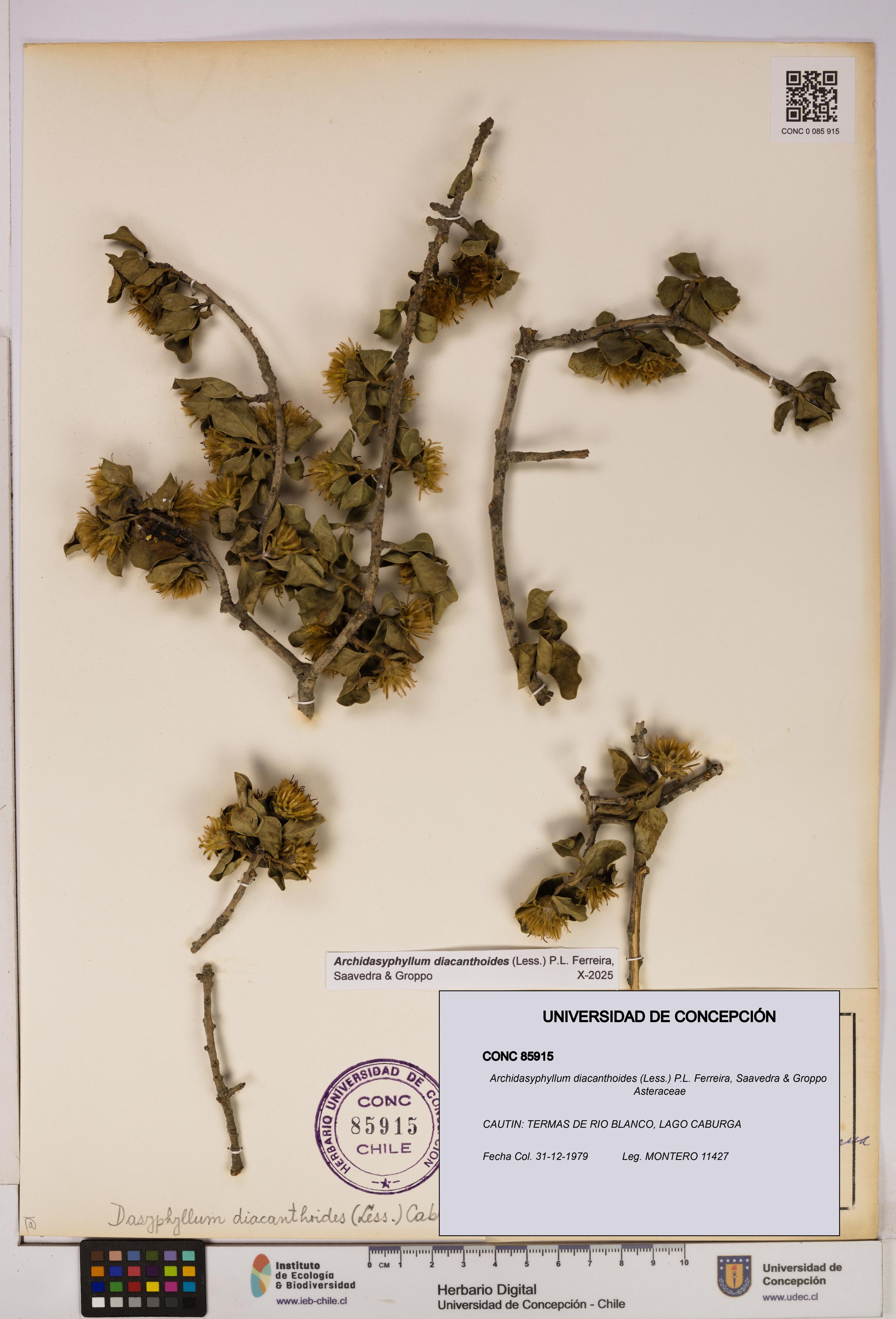 Archidasyphyllum diacanthoides [Espécimen: UDEC:CONC:0085915]
