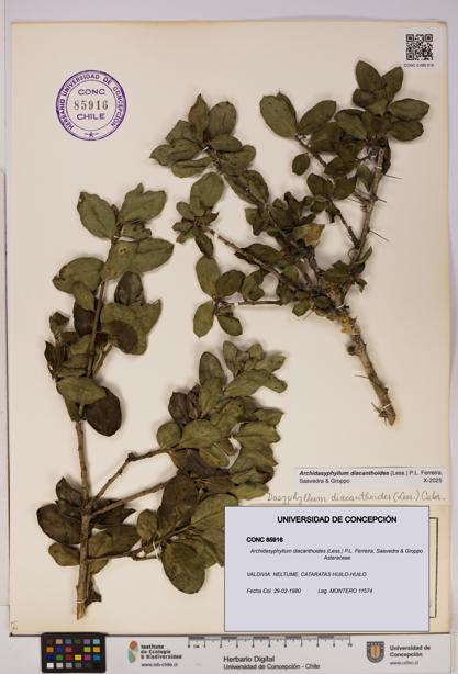 Archidasyphyllum diacanthoides [Espécimen: UDEC:CONC:0085916]