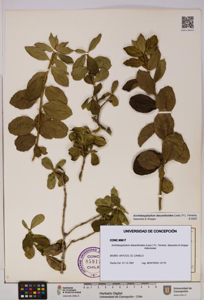Archidasyphyllum diacanthoides [Espécimen: UDEC:CONC:0085917]