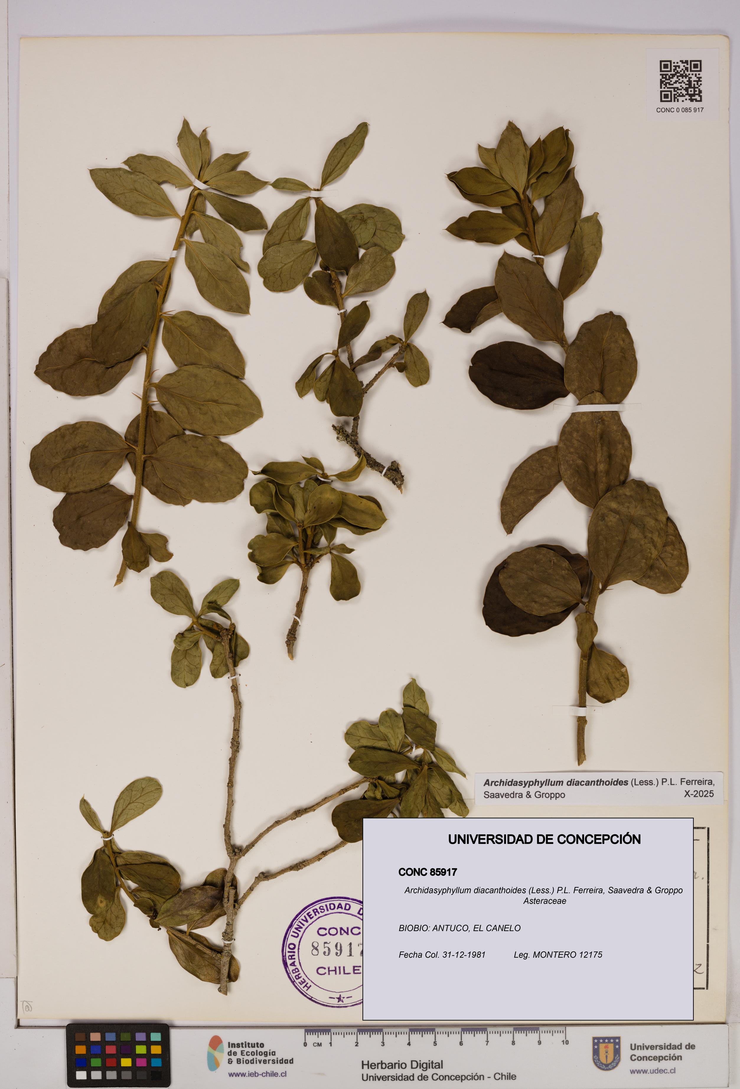 Archidasyphyllum diacanthoides [Espécimen: UDEC:CONC:0085917]