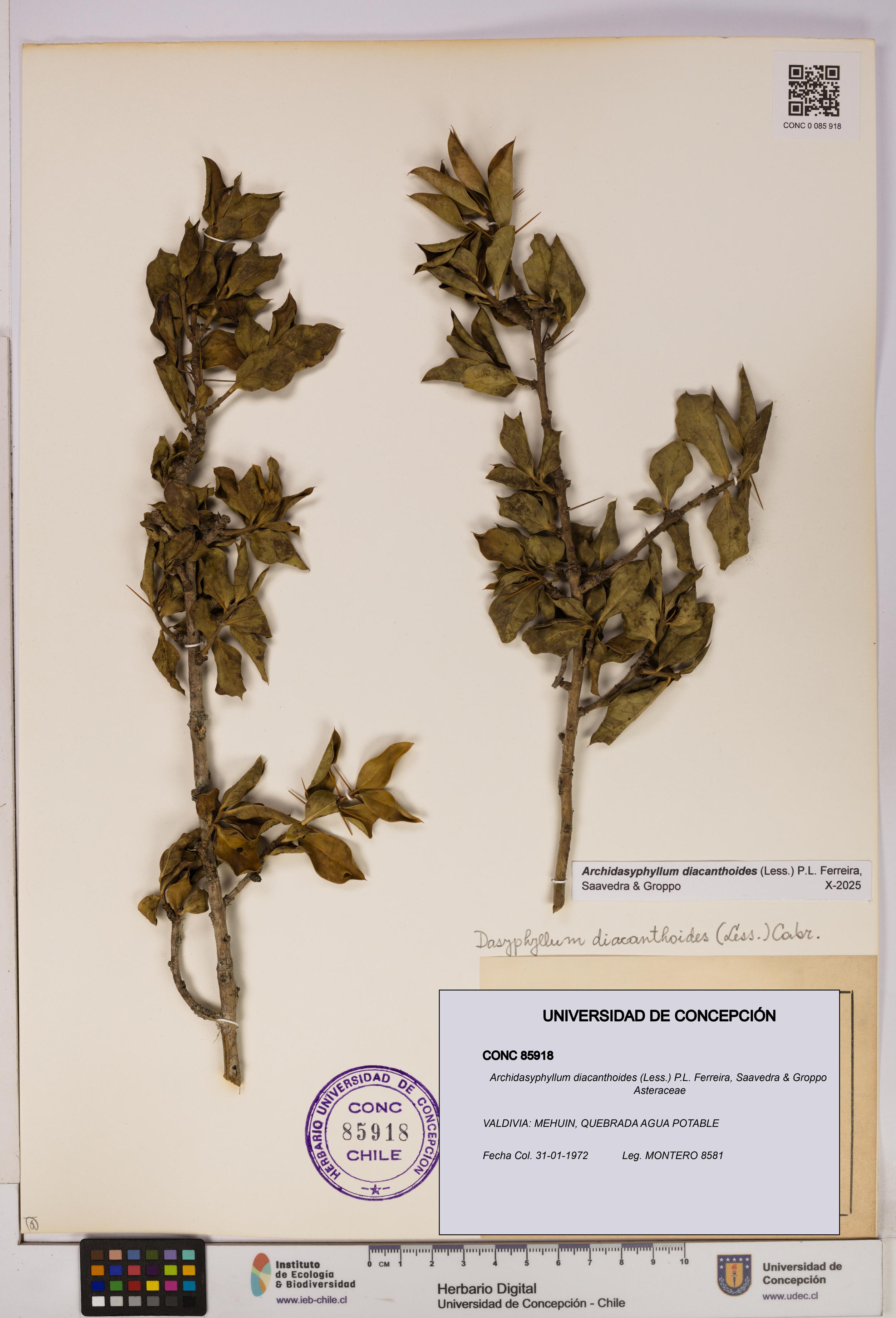 Archidasyphyllum diacanthoides [Espécimen: UDEC:CONC:0085918]