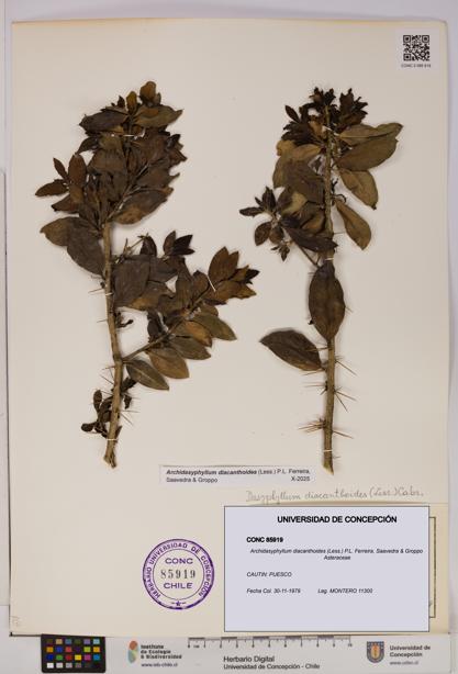 Archidasyphyllum diacanthoides [Espécimen: UDEC:CONC:0085919]