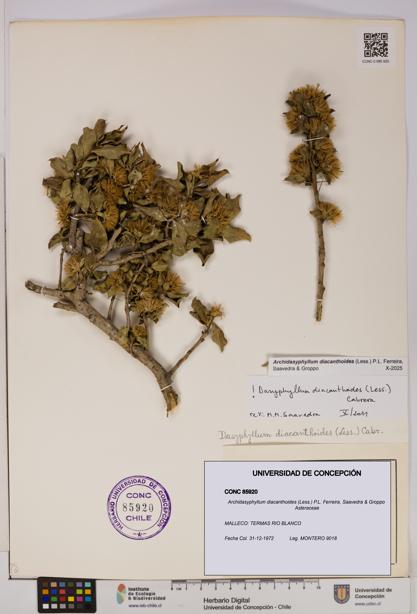 Archidasyphyllum diacanthoides [Espécimen: UDEC:CONC:0085920]