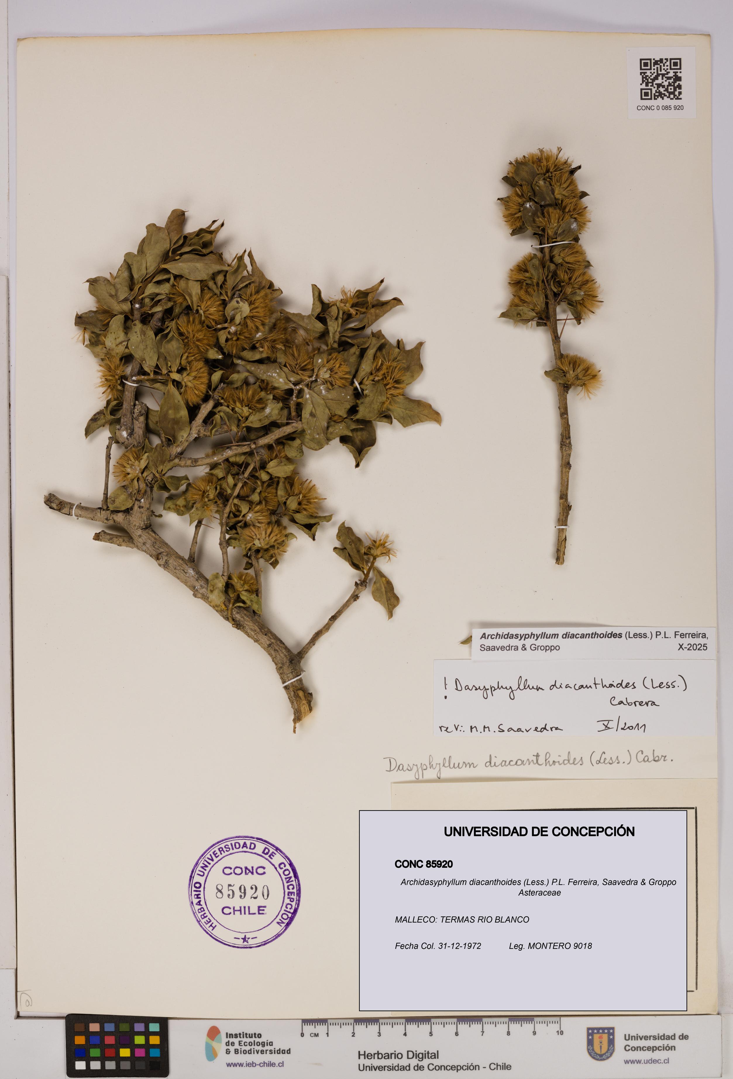Archidasyphyllum diacanthoides [Espécimen: UDEC:CONC:0085920]