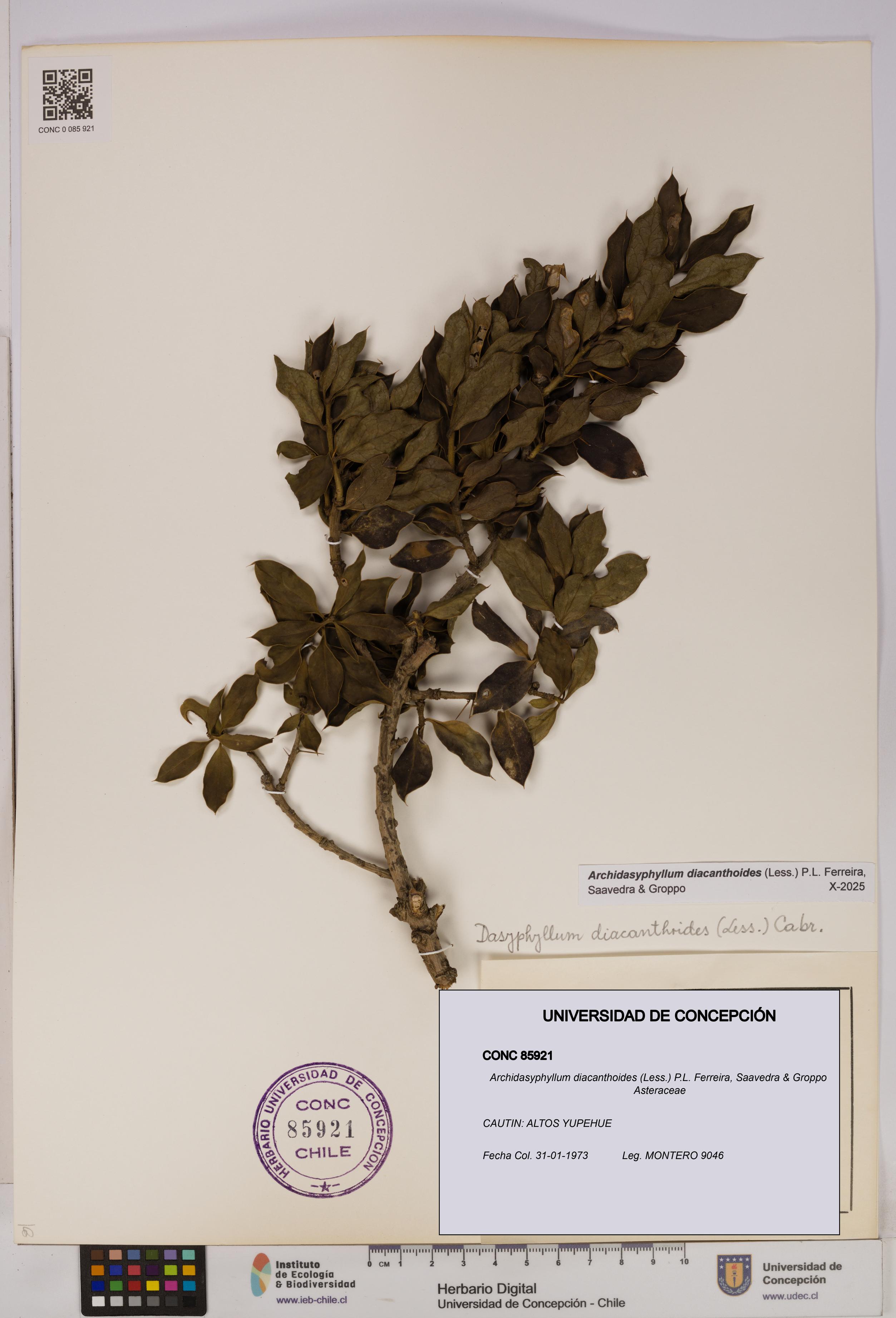 Archidasyphyllum diacanthoides [Espécimen: UDEC:CONC:0085921]