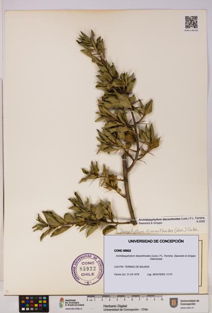 Archidasyphyllum diacanthoides [Espécimen: UDEC:CONC:0085922]