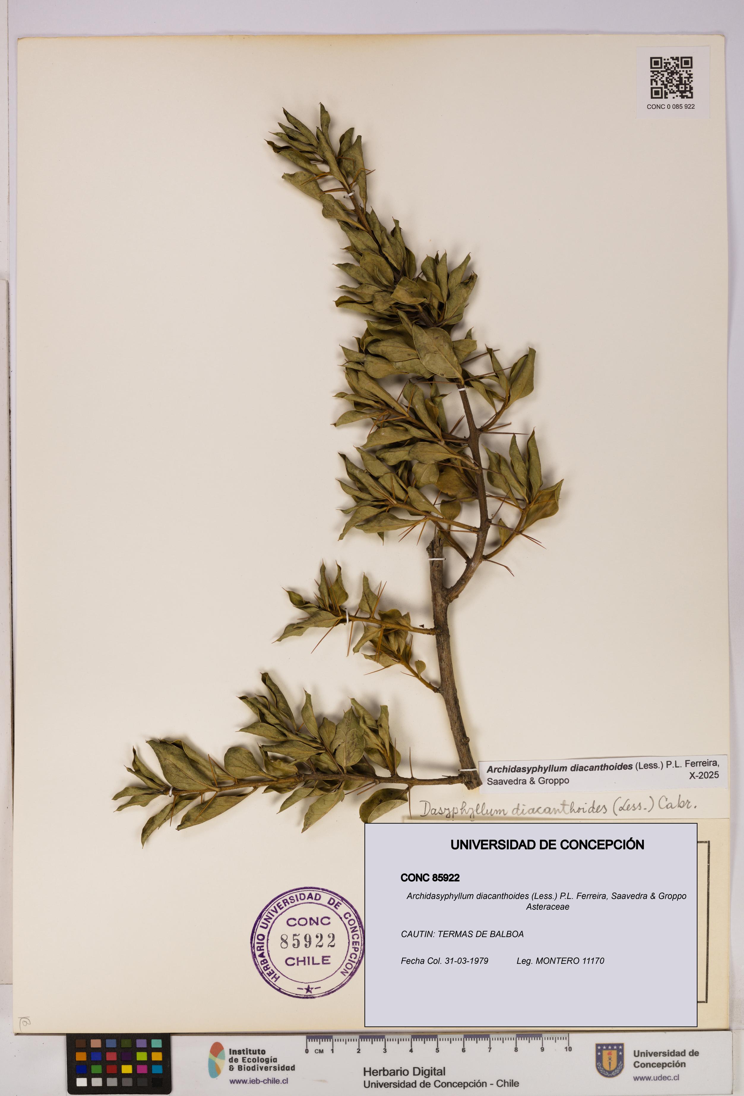 Archidasyphyllum diacanthoides [Espécimen: UDEC:CONC:0085922]