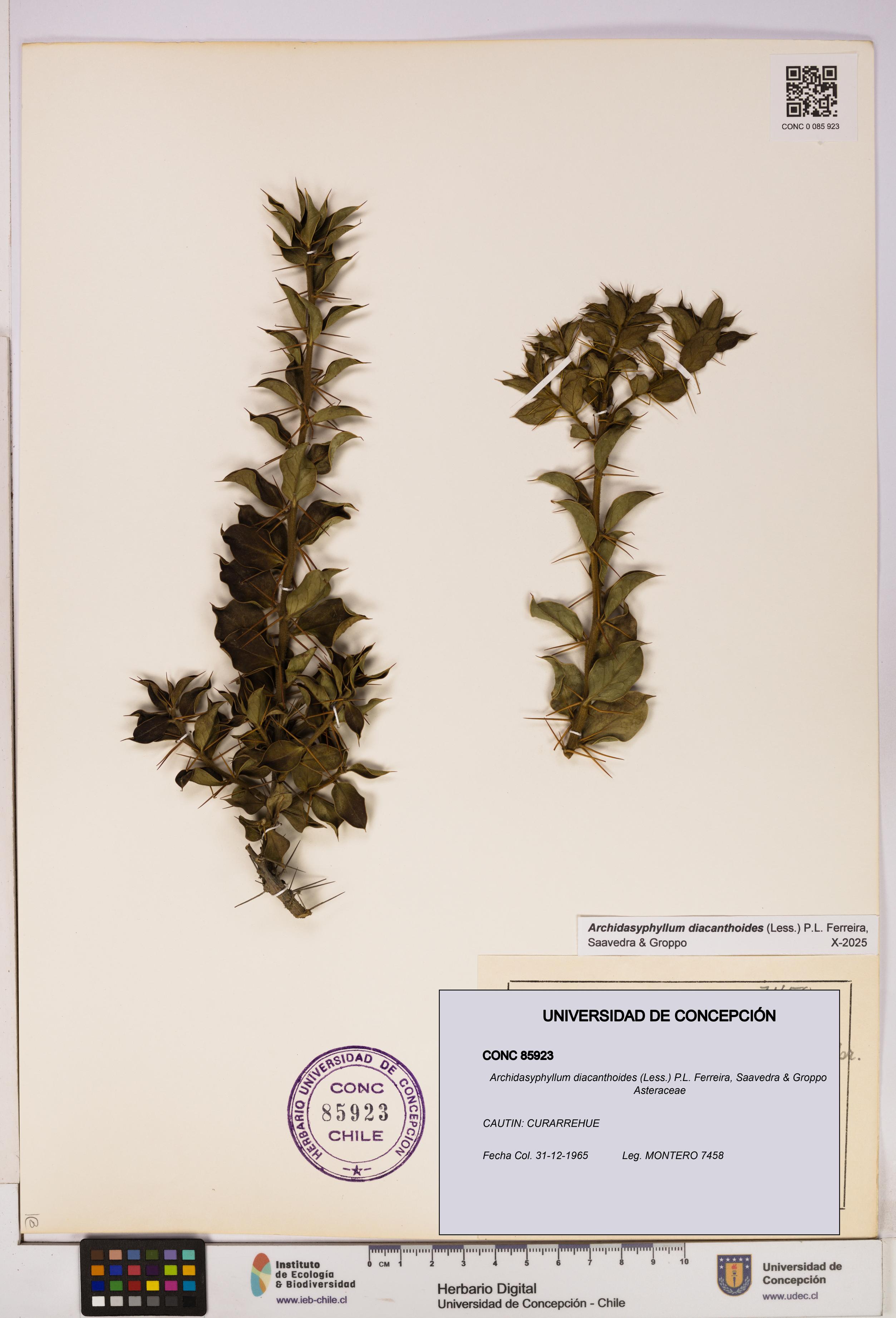 Archidasyphyllum diacanthoides [Espécimen: UDEC:CONC:0085923]
