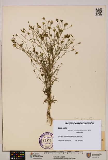 Schkuhria pinnata [Espécimen: UDEC:CONC:0086079]