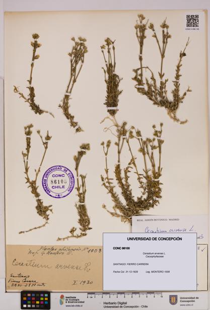 Cerastium arvense [Espécimen: UDEC:CONC:0086100]