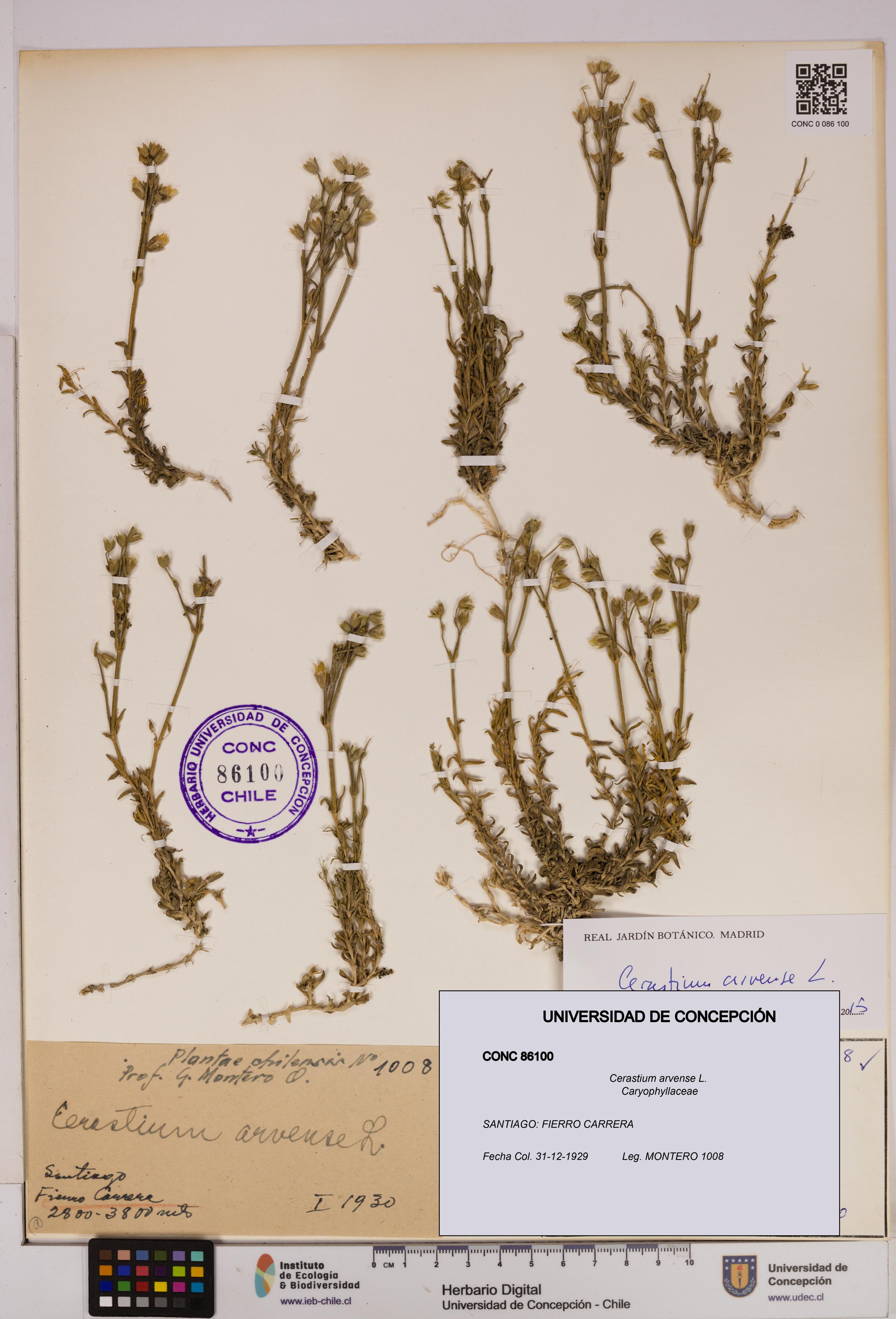 Cerastium arvense [Espécimen: UDEC:CONC:0086100]