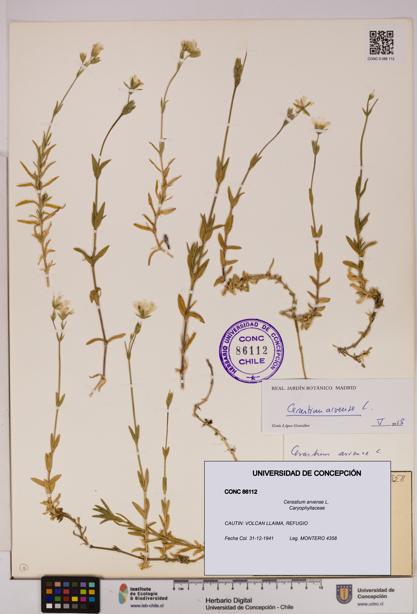 Cerastium arvense [Espécimen: UDEC:CONC:0086112]