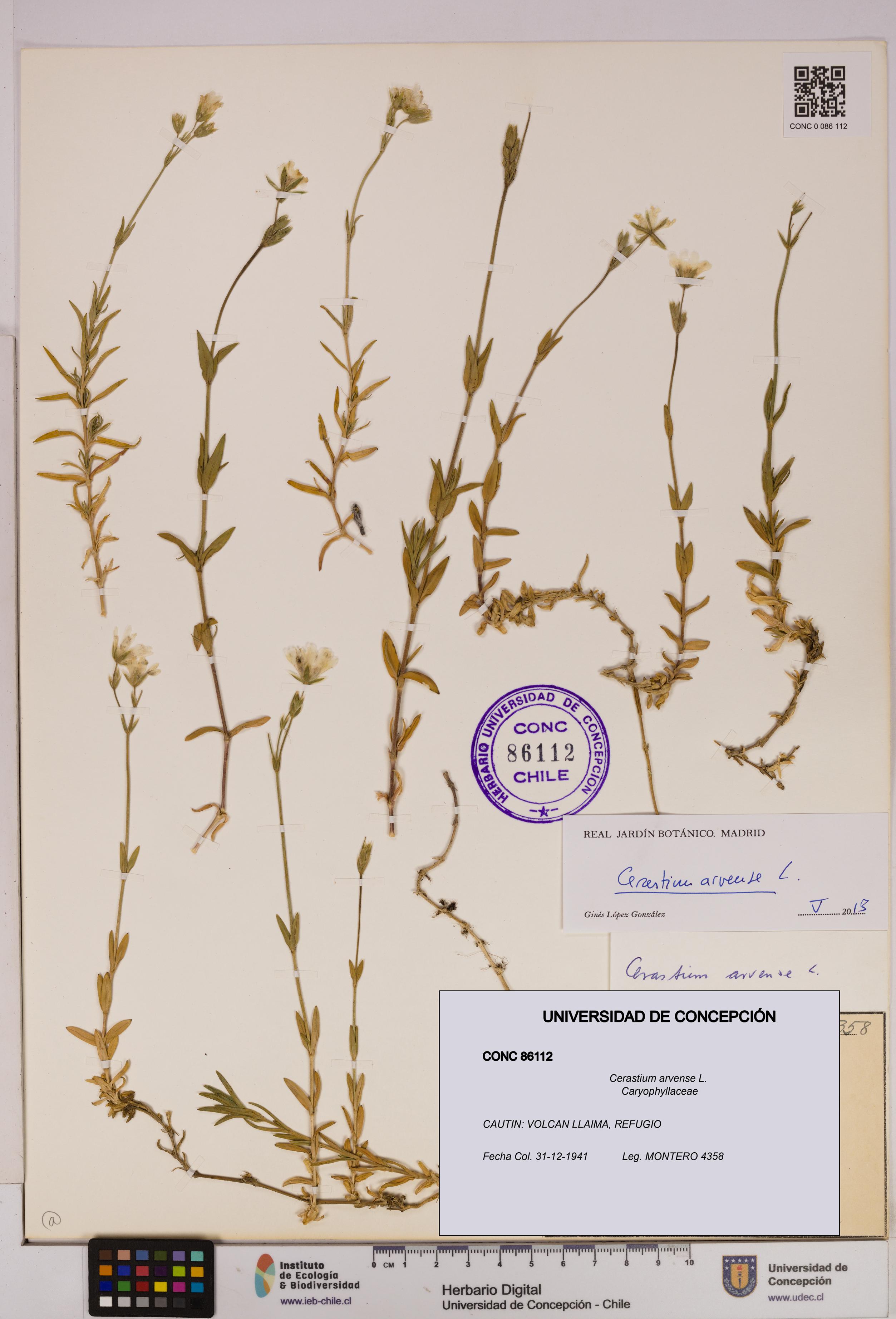 Cerastium arvense [Espécimen: UDEC:CONC:0086112]