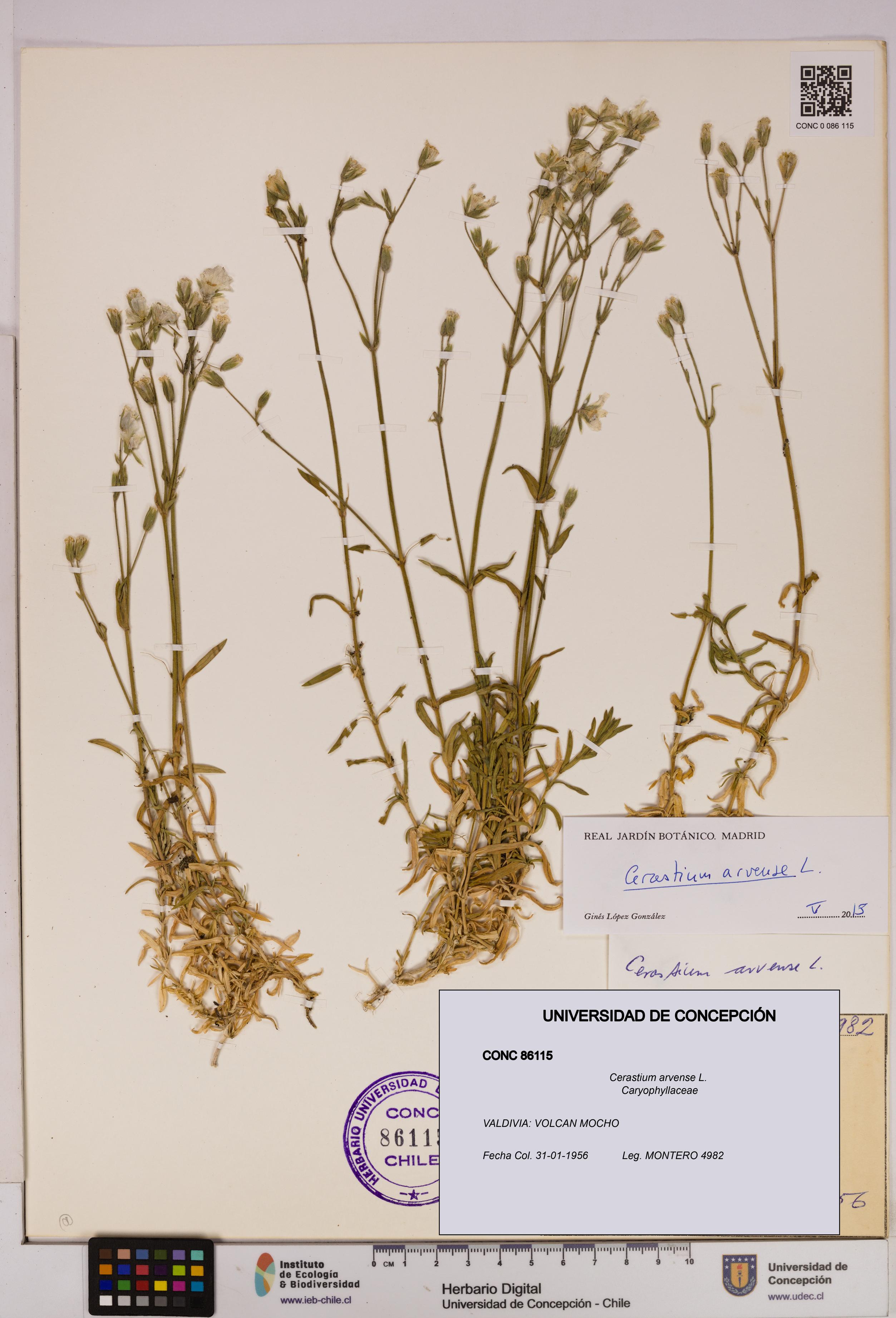 Cerastium arvense [Espécimen: UDEC:CONC:0086115]