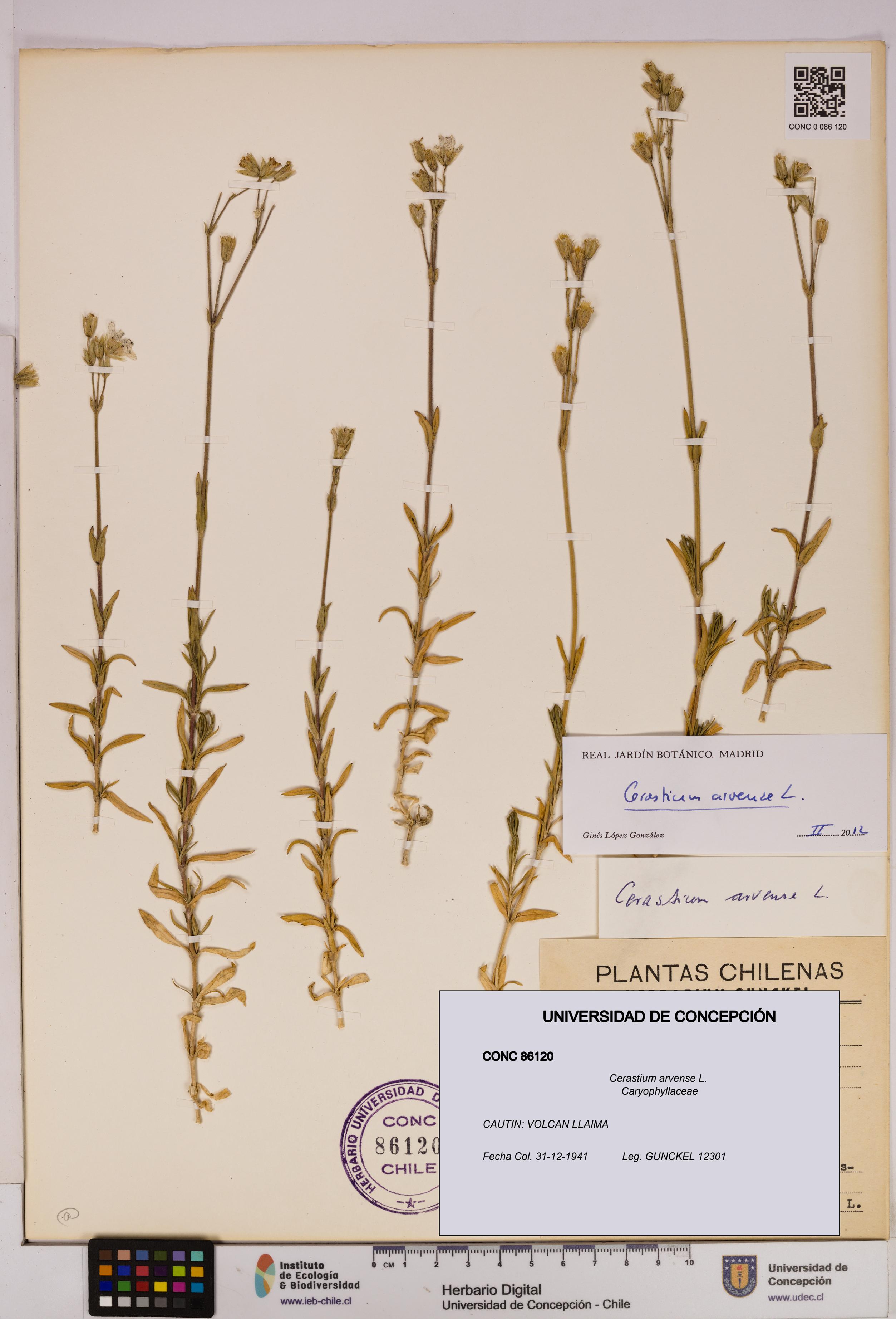 Cerastium arvense [Espécimen: UDEC:CONC:0086120]