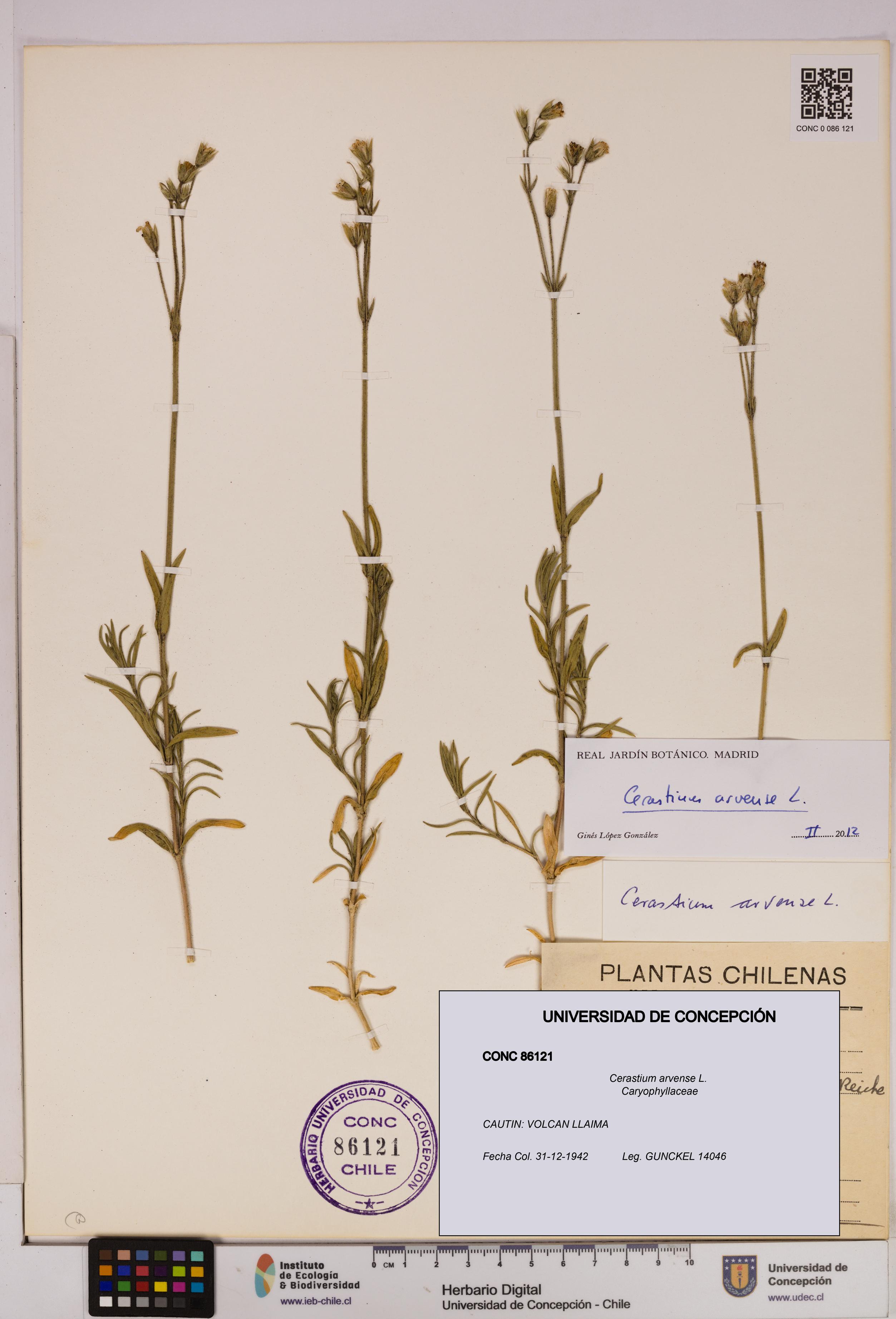 Cerastium arvense [Espécimen: UDEC:CONC:0086121]