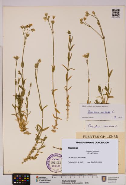 Cerastium arvense [Espécimen: UDEC:CONC:0086122]