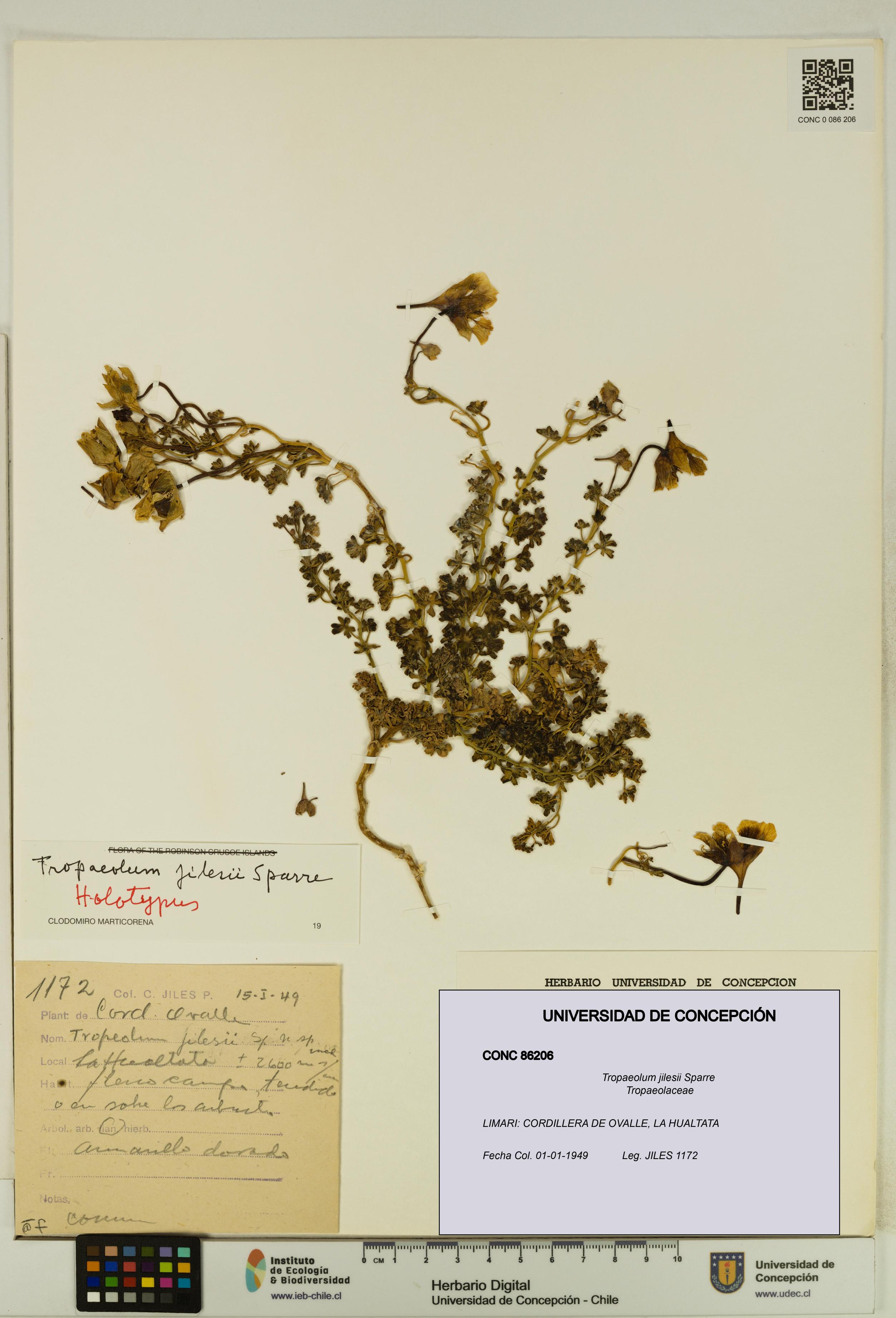 Tropaeolum jilesii [Espécimen: UDEC:CONC:0086206]