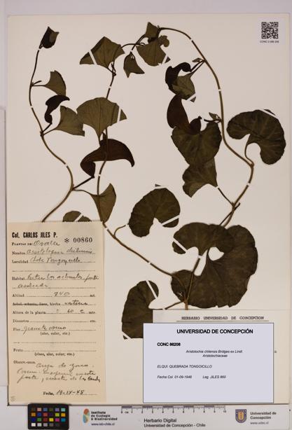 Aristolochia chilensis [Espécimen: UDEC:CONC:0086208]