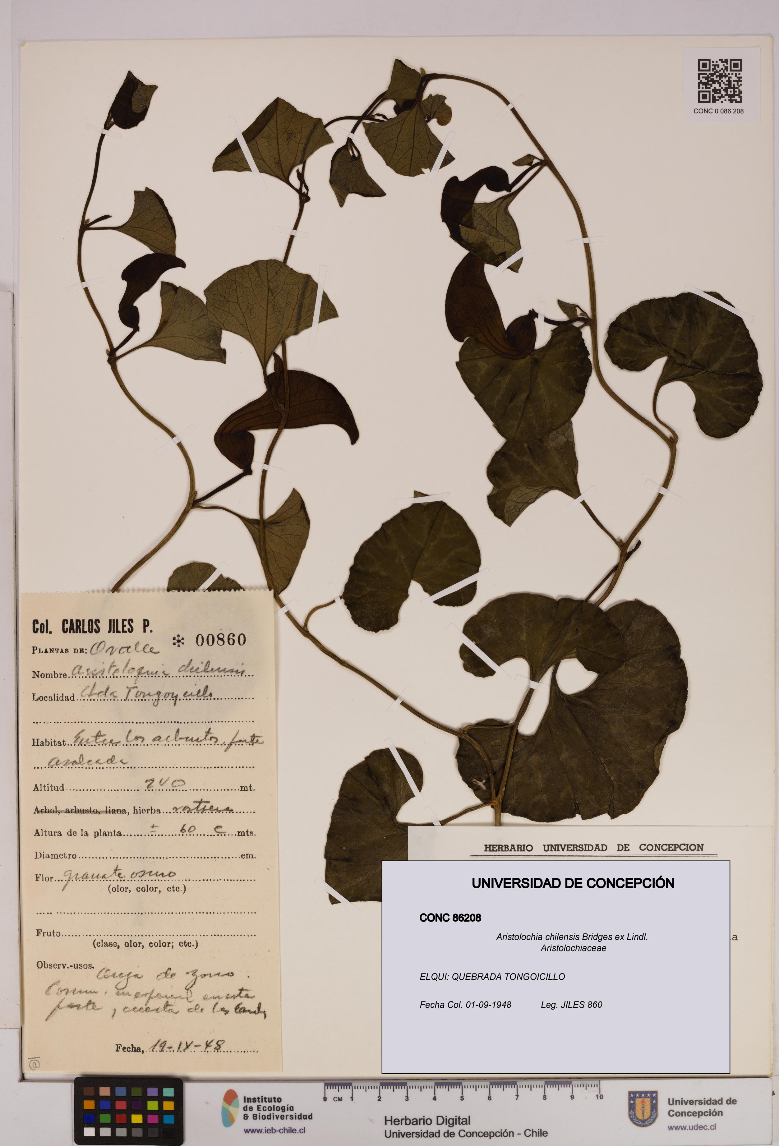Aristolochia chilensis [Espécimen: UDEC:CONC:0086208]