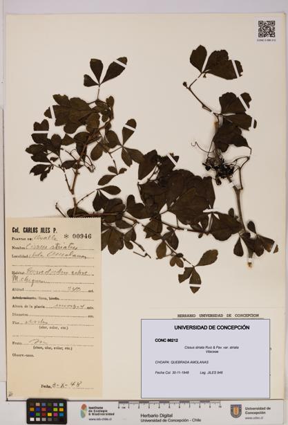 Cissus striata var. striata [Espécimen: UDEC:CONC:0086212]