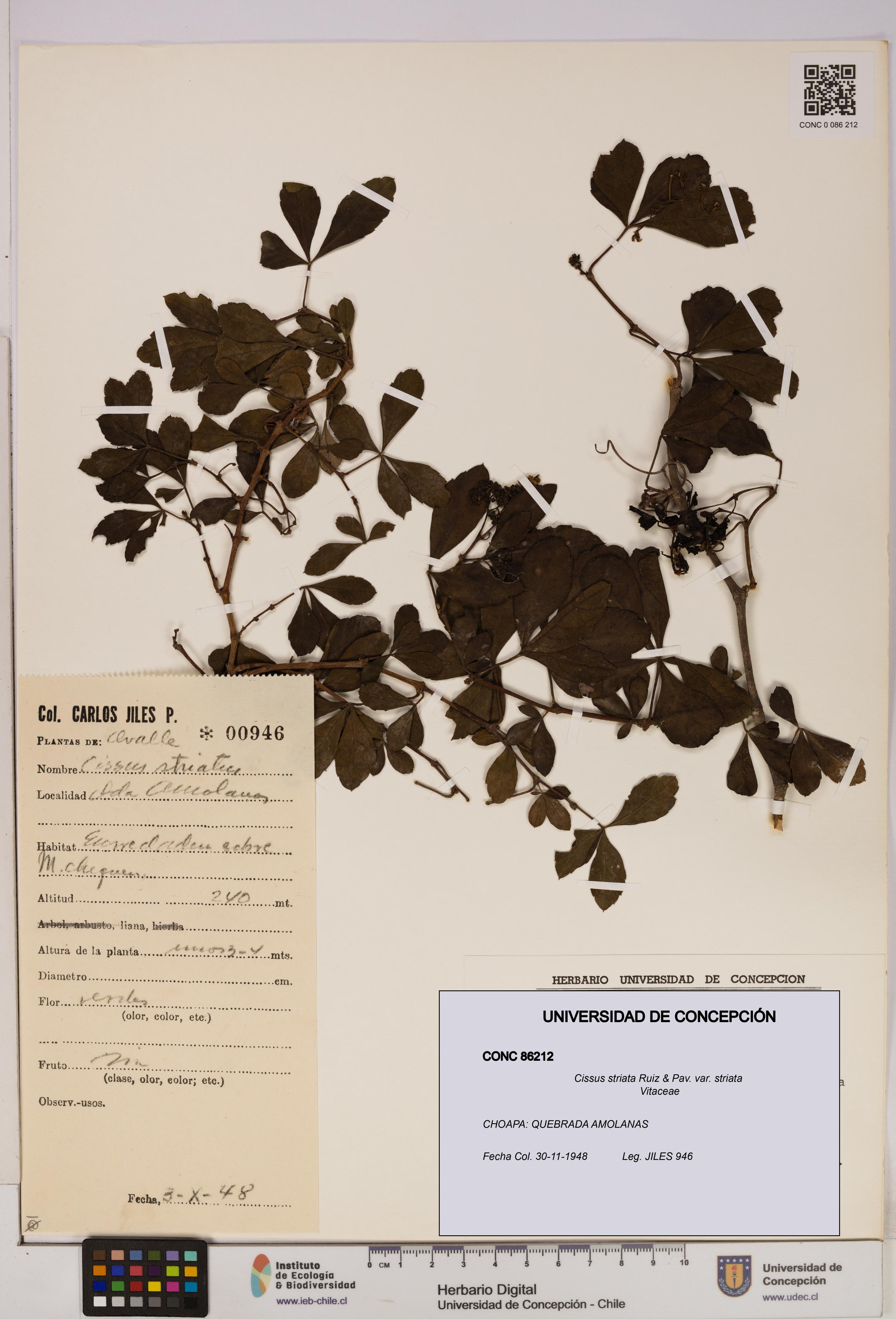 Cissus striata var. striata [Espécimen: UDEC:CONC:0086212]