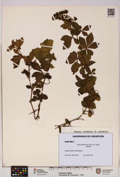 Cissus striata var. striata [Espécimen: UDEC:CONC:0086214]
