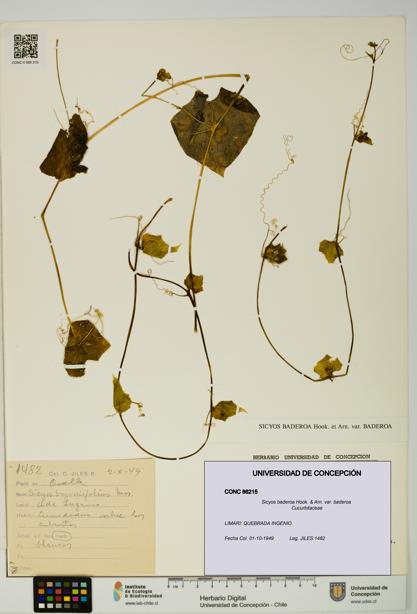 Sicyos baderoa var. baderoa [Espécimen: UDEC:CONC:0086215]