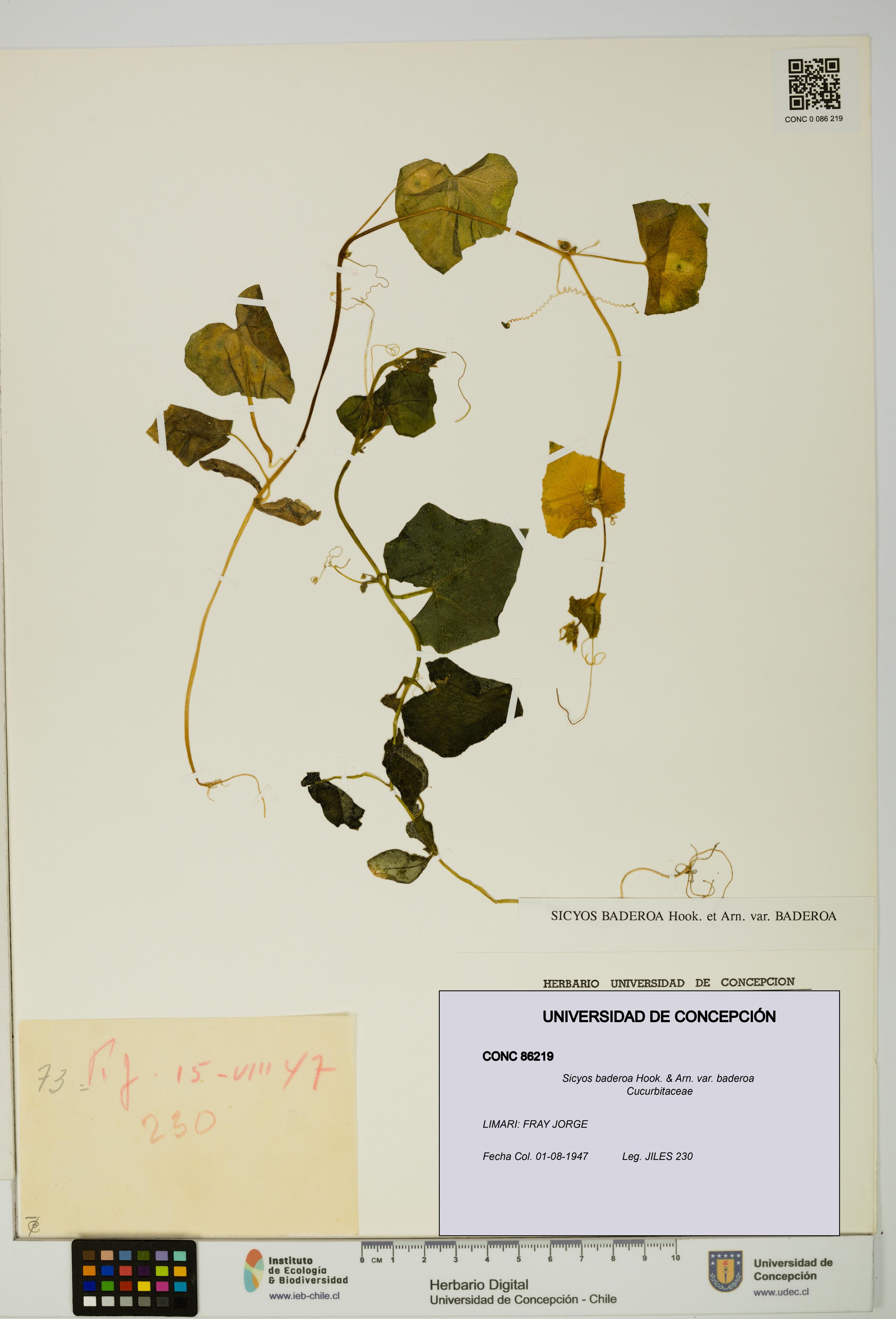 Sicyos baderoa var. baderoa [Espécimen: UDEC:CONC:0086219]