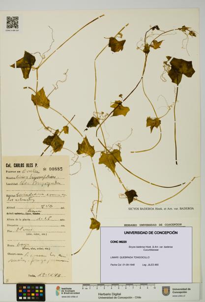 Sicyos baderoa var. baderoa [Espécimen: UDEC:CONC:0086220]