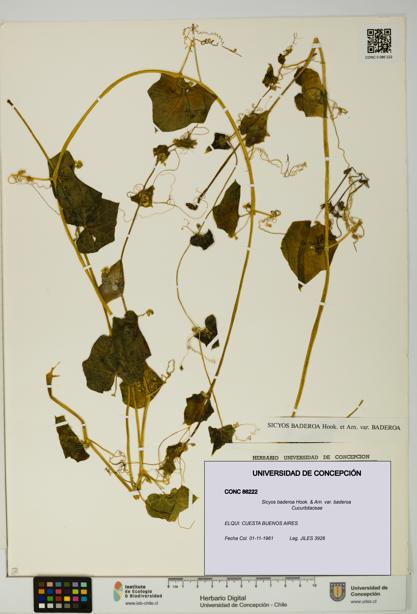 Sicyos baderoa [Espécimen: UDEC:CONC:0086222]